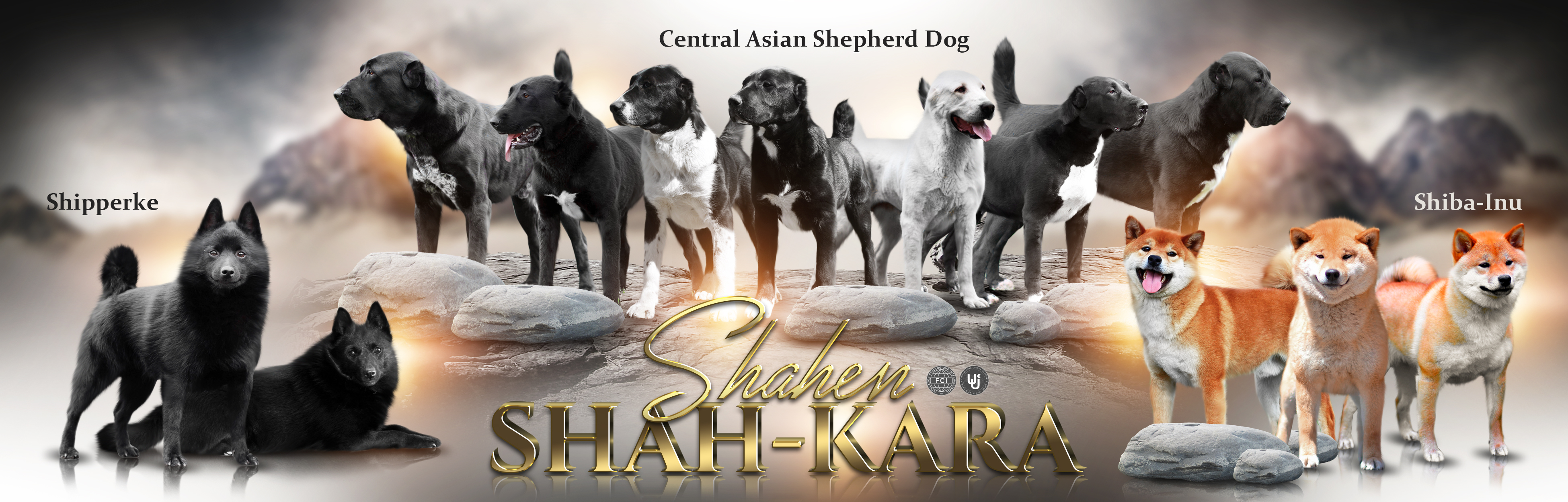 Сайт племенного питомника Среднеазиатских овчарок, Шипперке и Шиба (Сиба) Ину "SHAHEN SHAH - KARA"